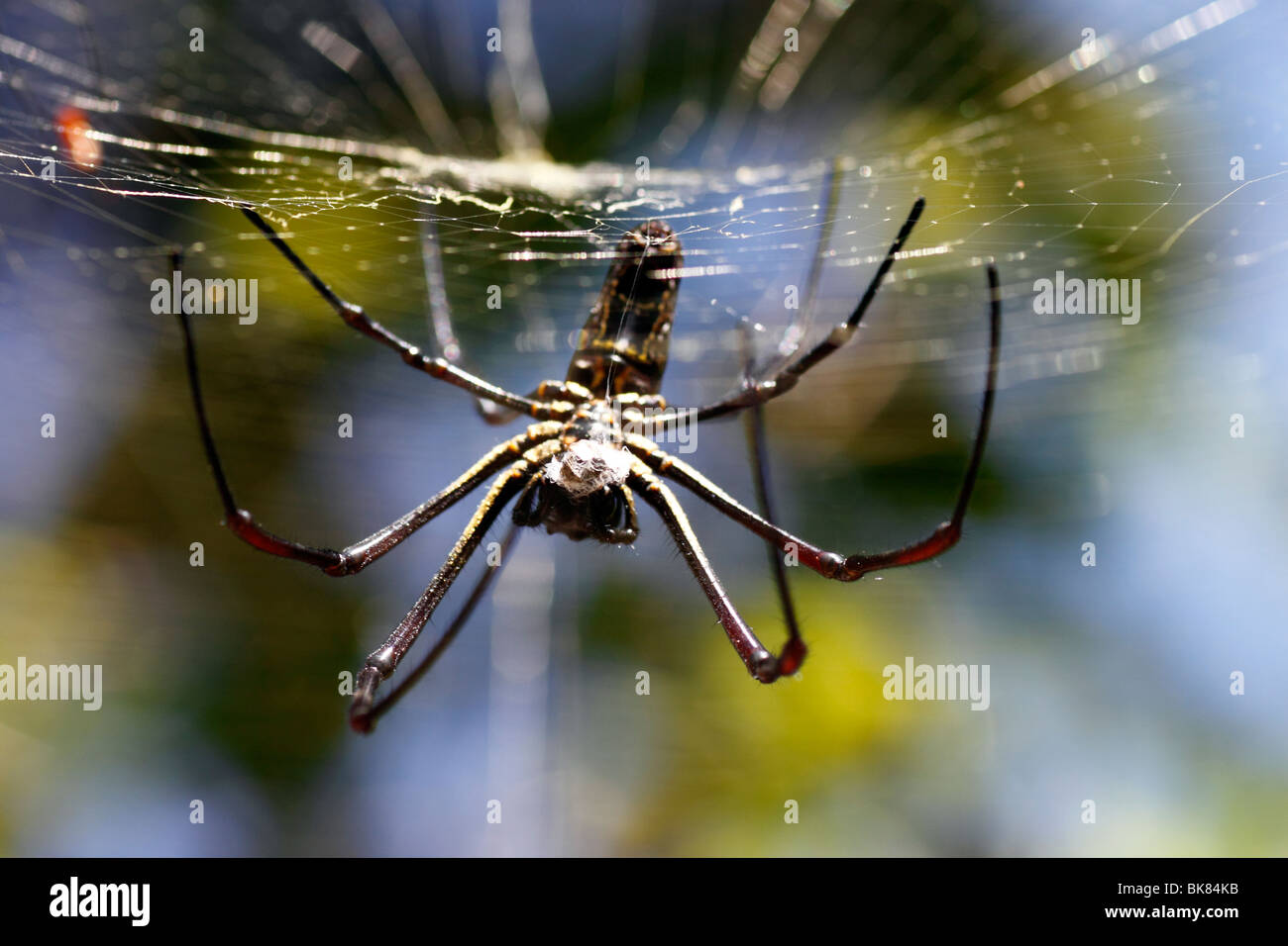 A macro of a giant spider weaving its web Stock Photo