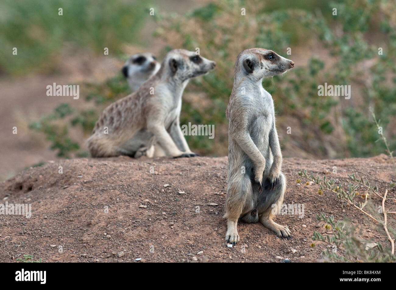 A clan of Meerkats on lookout near Keetmanshoop, Namibia, Africa Stock Photo
