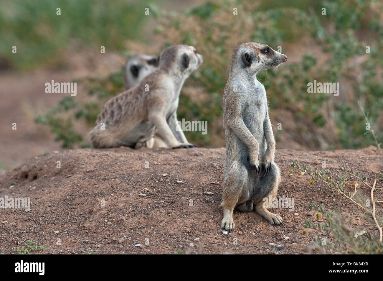 A clan of Meerkats on lookout near Keetmanshoop, Namibia, Africa Stock Photo