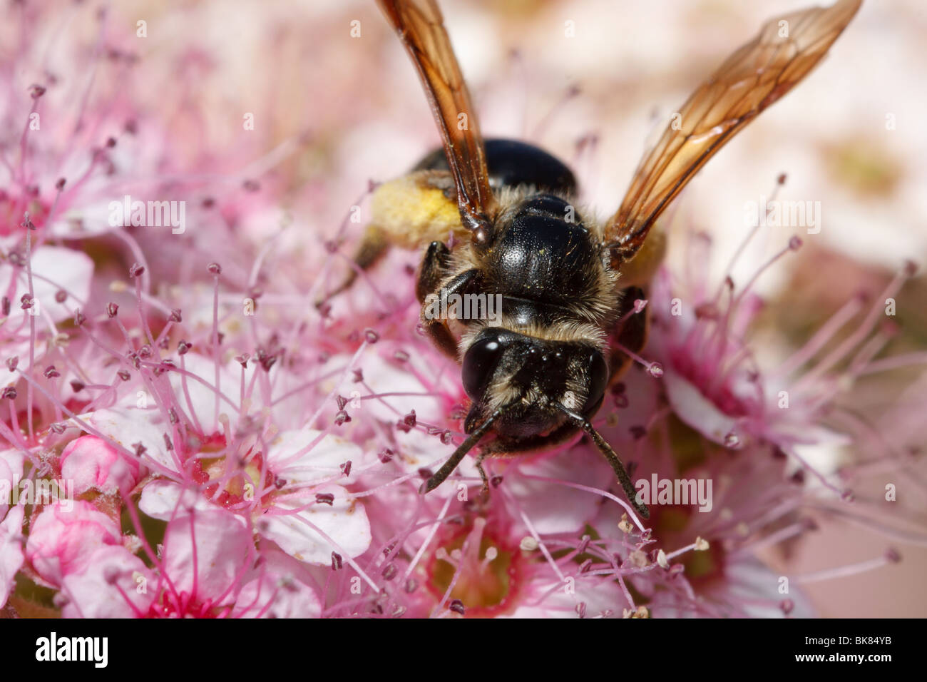 A miner bee gathers pollen to stock her burrow. Stock Photo