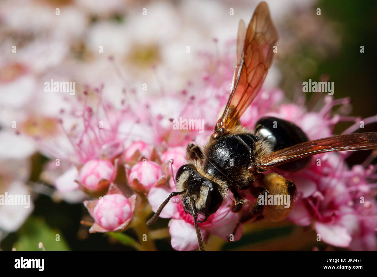 A miner bee gathers pollen to stock her burrow. Stock Photo