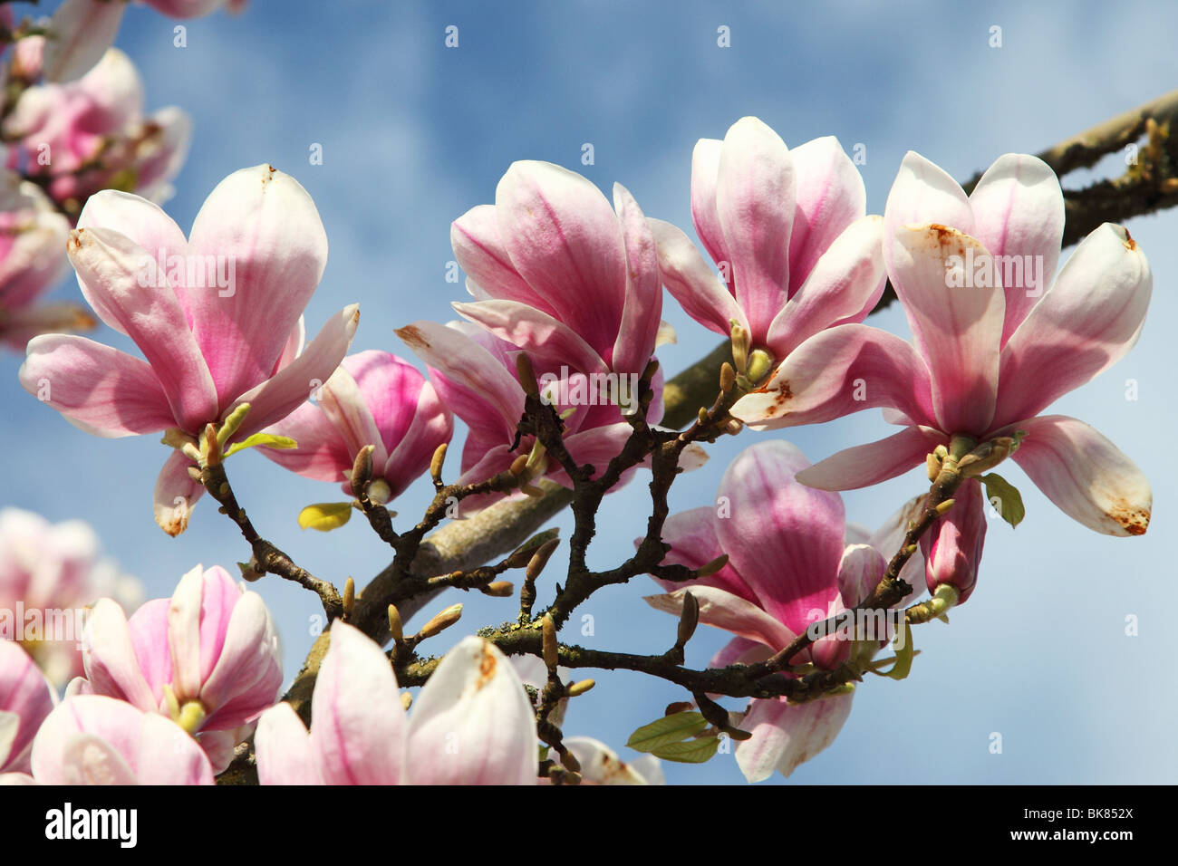 Spring april magnolia tree trees hi-res stock photography and images ...