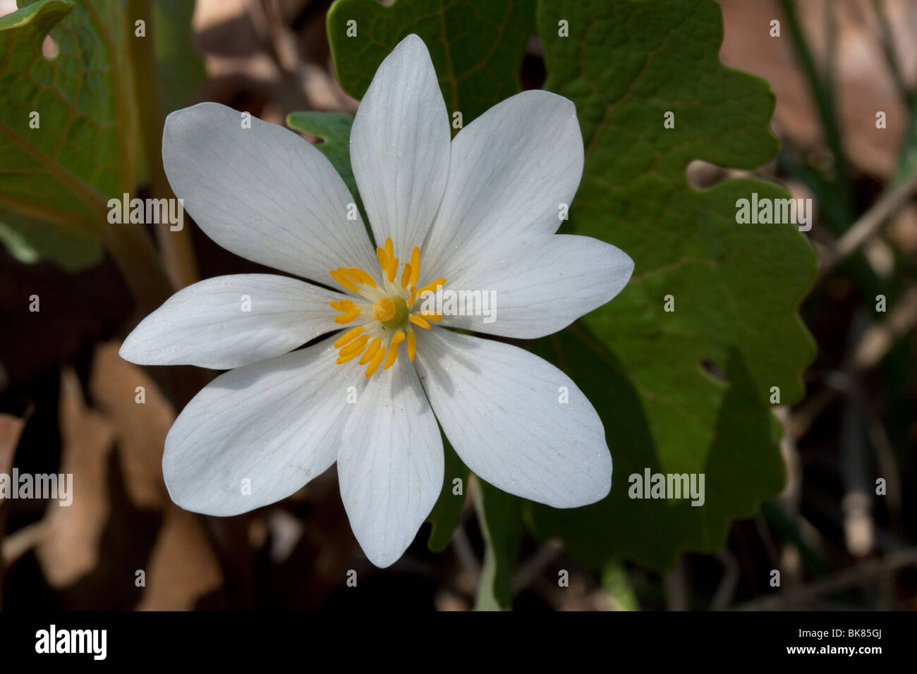 Bloodroot Sanguinaria canadensis Spring Wildflower Hardwoods Eastern USA by Carol Dembinsky/Dembinsky Photo Assoc Stock Photo