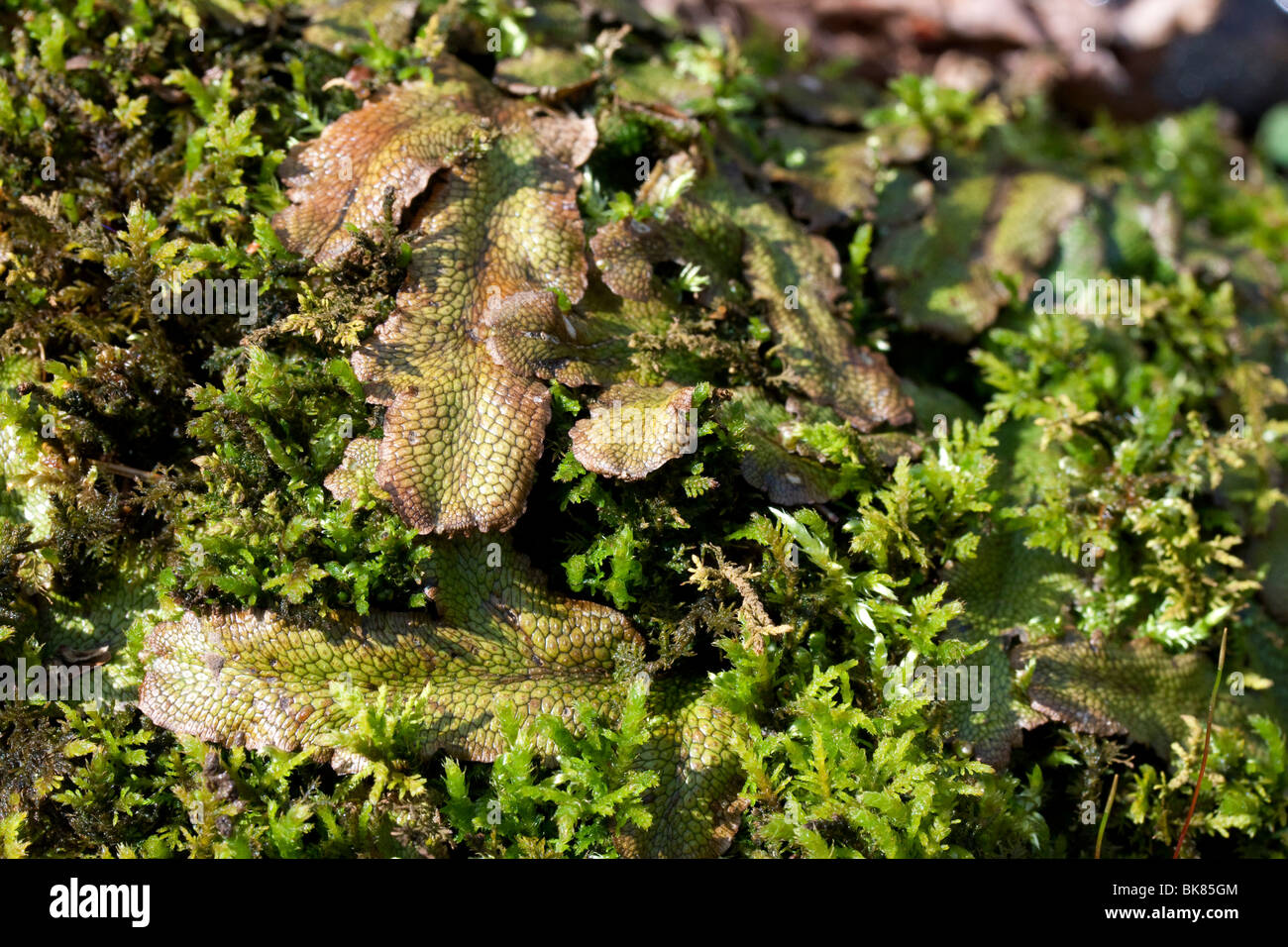Liverworts (Marchantia), E North America, by Dembinsky Photo Assoc Stock Photo