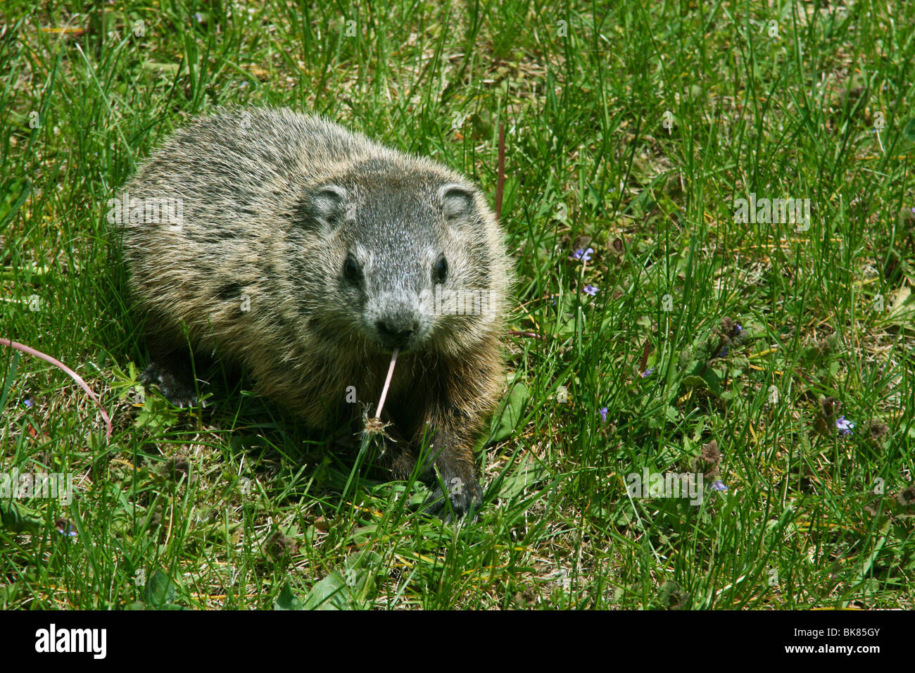 Groundhog or Woodchuck Marmota monax eating dandelions Eastern United States by Dembinsky Photo Assoc Stock Photo