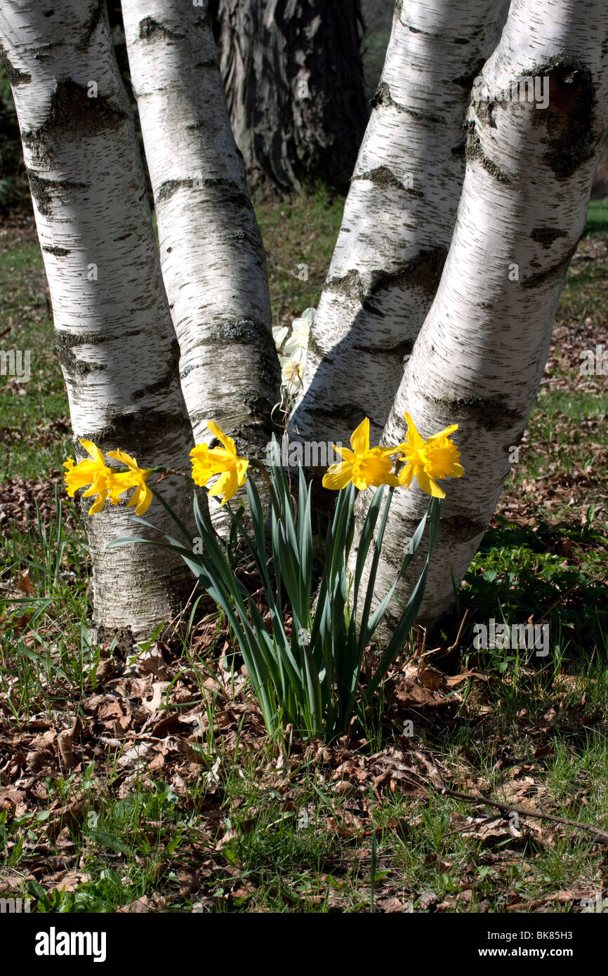 White Birch Tree Betula papyrifera and Daffodils Narcissus Tree North America by Dembinsky Photo Assoc Stock Photo