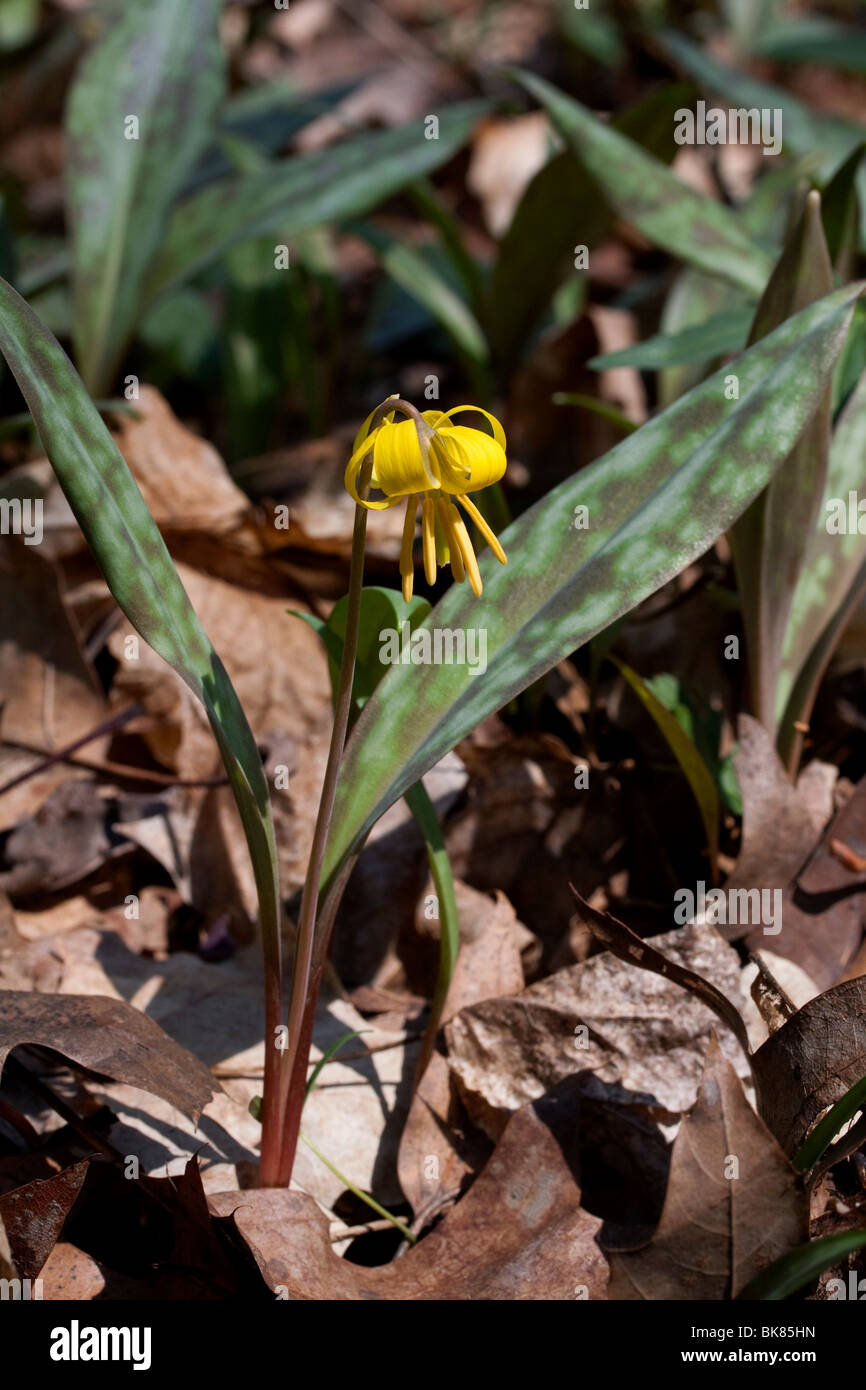 Adder's Tongue Yellow Trout Lily Erythronium americanum Spring