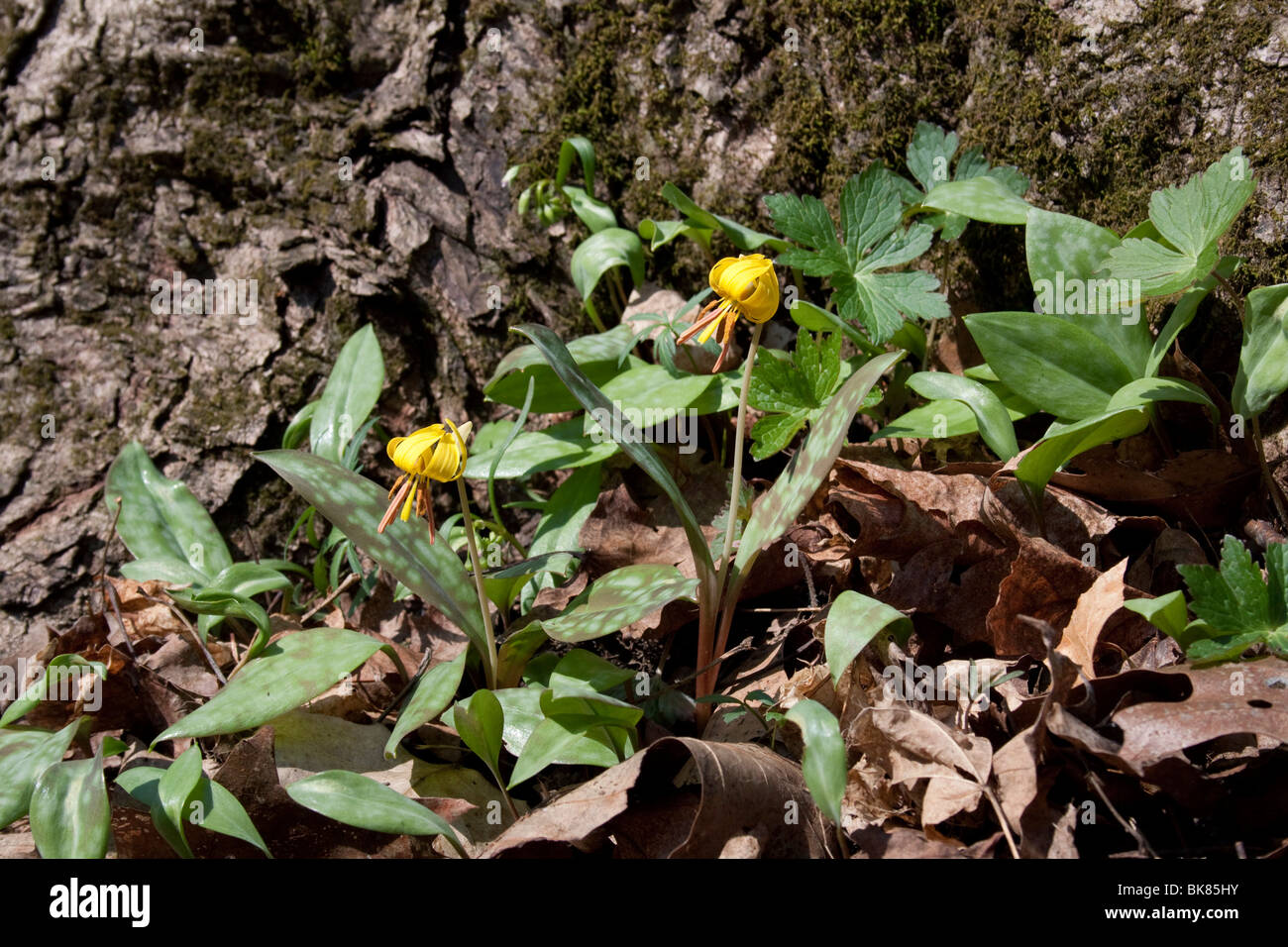 Adder's Tongue Yellow Trout Lily Erythronium americanum Spring