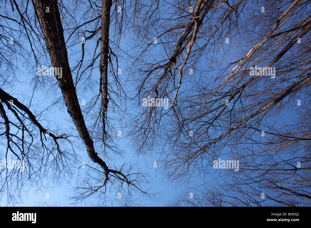 Eastern Deciduous Forest Canopy early Spring E USA by Carol Dembinsky/Dembinsky Photo Assoc Stock Photo