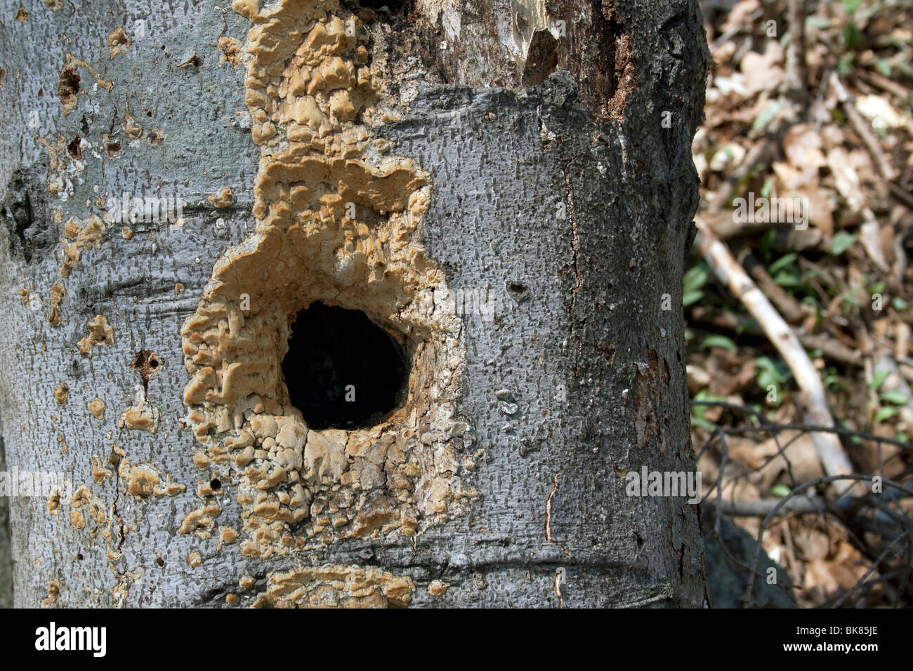 Woodpecker Holes in American Beech Tree Fagus grandifolia Eastern USA ...
