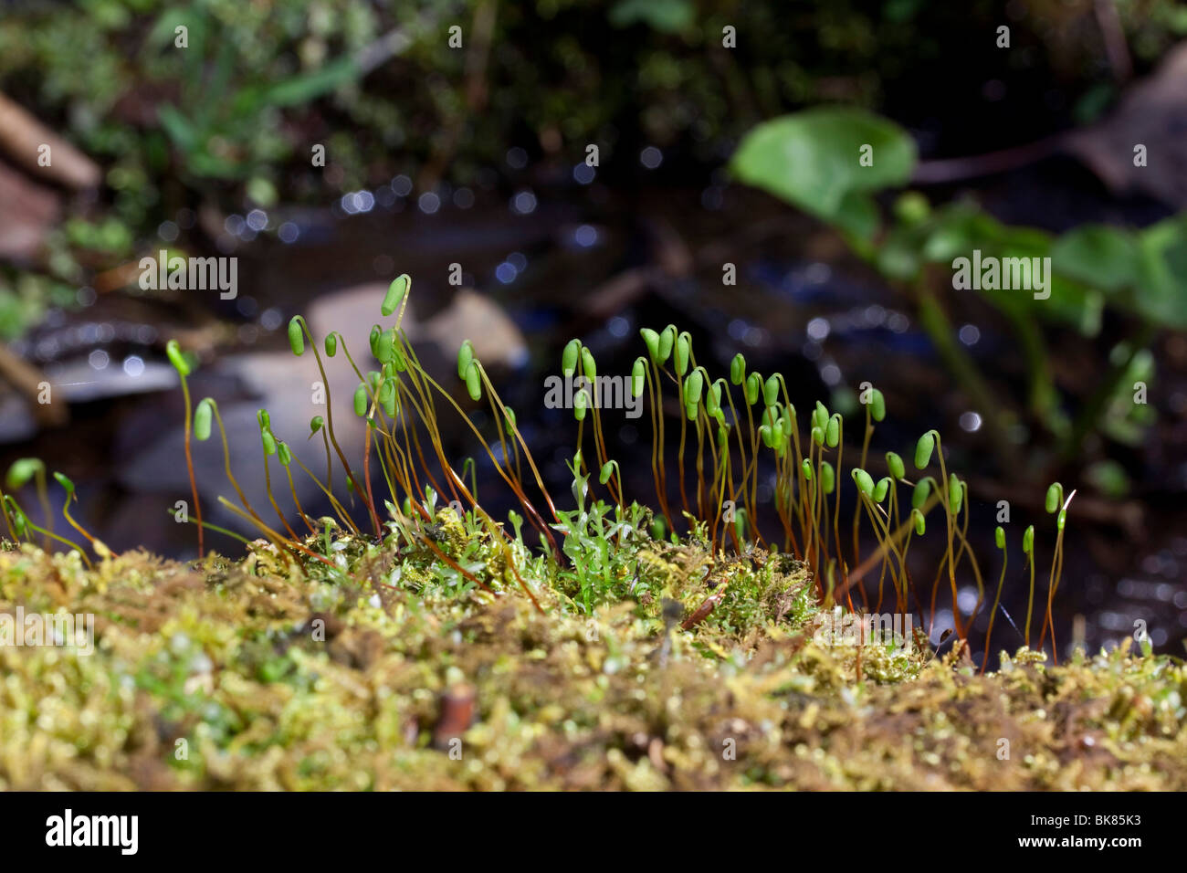Close view of spore cases, Carpet moss, E North America by Dembinsky Photo Assoc Stock Photo