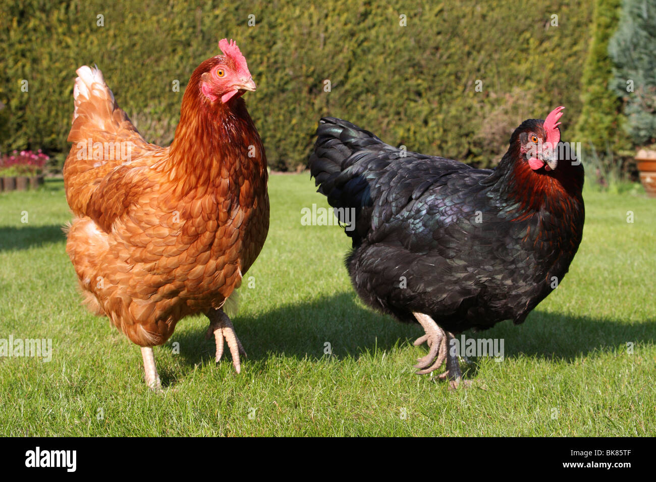 Free-range hens in a garden in the U.K. Stock Photo