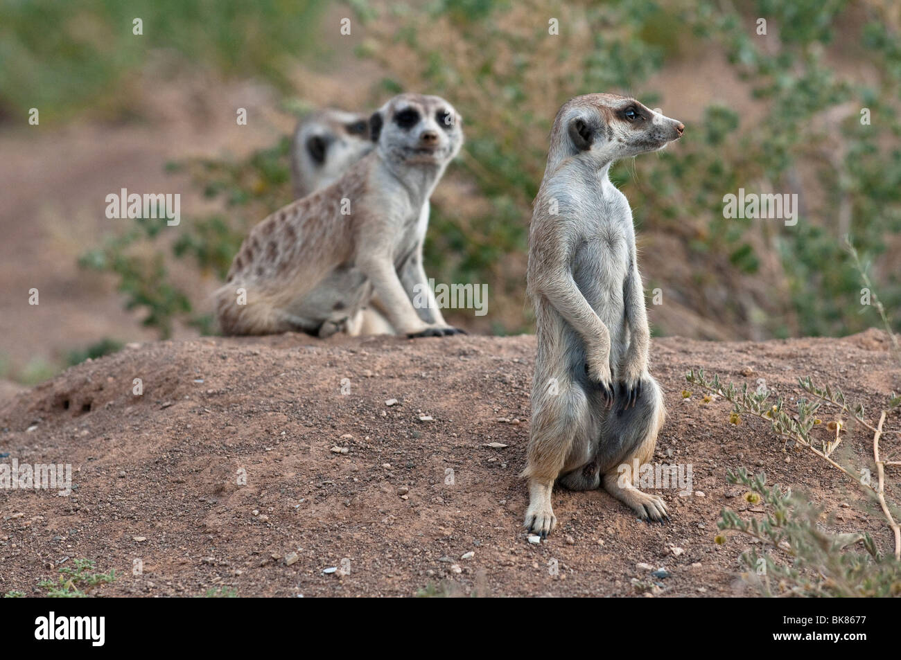 A clan of Meerkats on lookout near Keetmanshoop, Namibia, Africa Stock Photo