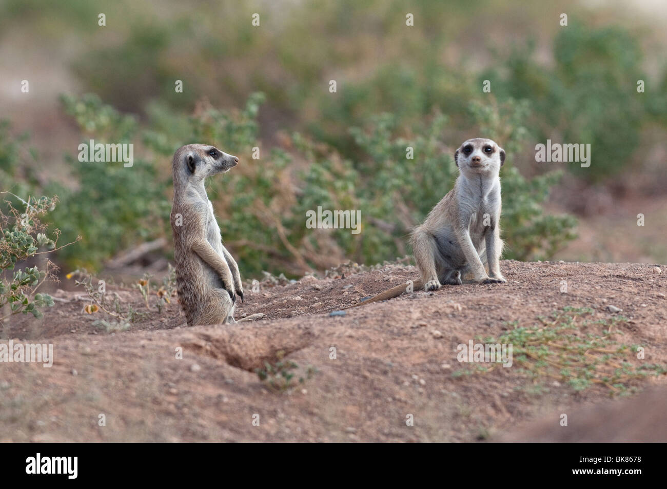 A clan of Meerkats on lookout near Keetmanshoop, Namibia, Africa Stock Photo