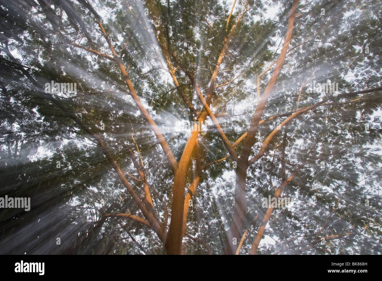 Light beam through the leaves hi-res stock photography and images - Alamy