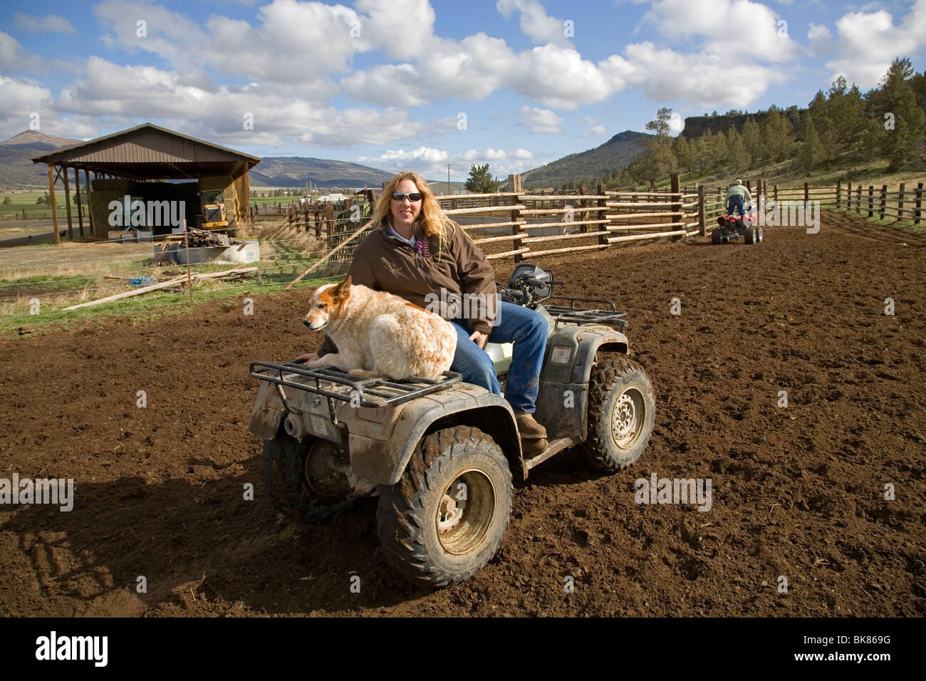 Modern cowboys on ATVs, All Terrain Vehicles, rounds up a herd of cattle for branding on a large cattle ranch in central Oregon Stock Photo