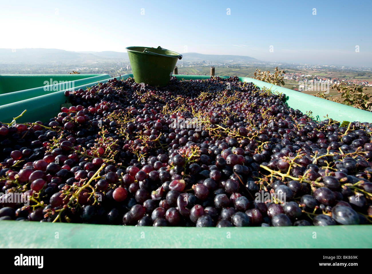 Harvest of red wine grapes in the Rems valley, BadenWuerttemberg