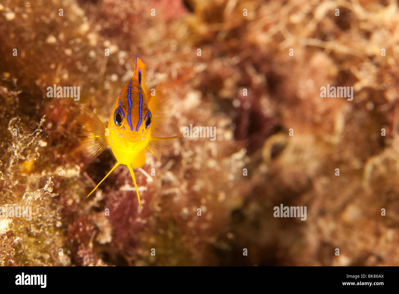 Longfin Damselfish (Stegastes diencaeus), juvenile, Bonaire, Netherlands Antilles Stock Photo