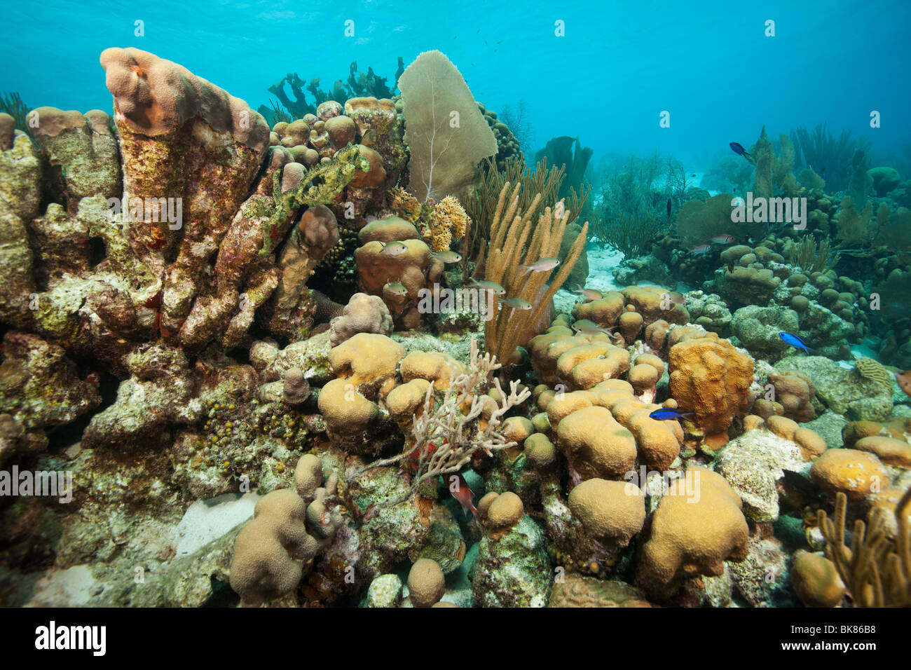 A tropical coral reef in Bonaire, Netherlands Antilles. Stock Photo