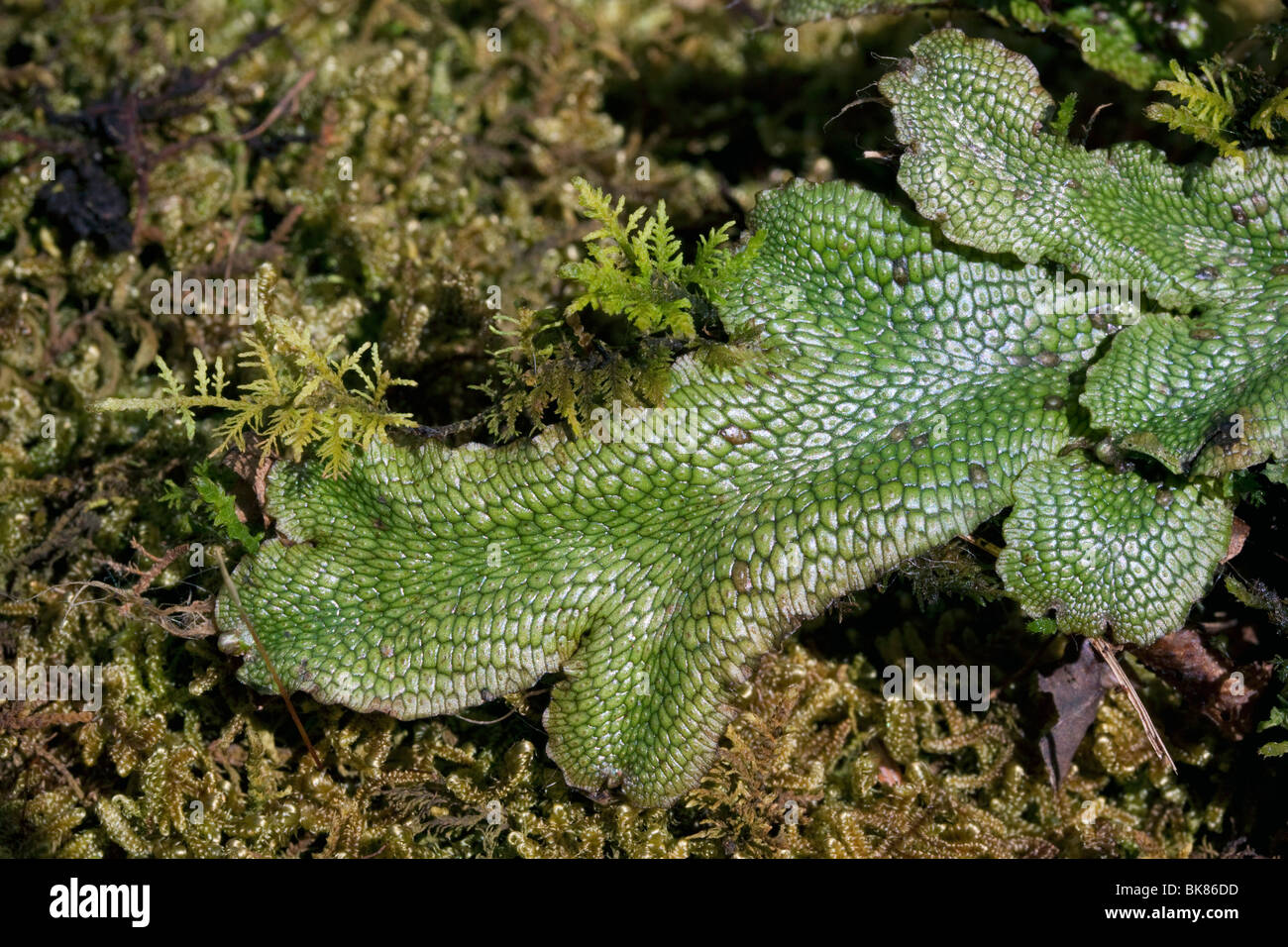 Liverworts (Marchantia), E North America, by Dembinsky Photo Assoc Stock Photo