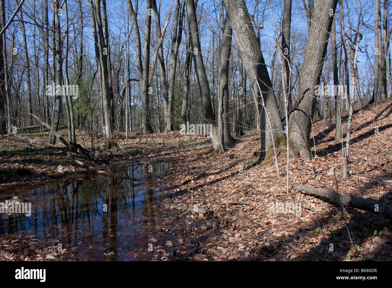 Vernal pond Eastern Deciduous forest early Spring E USA by Carol Dembinsky/Dembinsky Photo Assoc Stock Photo
