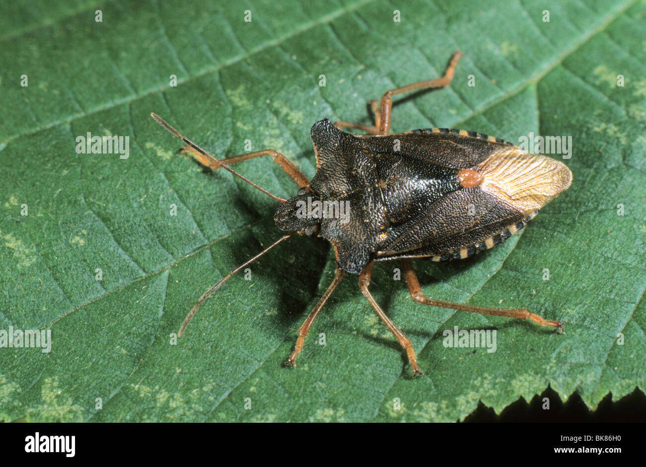 Forest bug (Pentatoma rufipes) Stock Photo