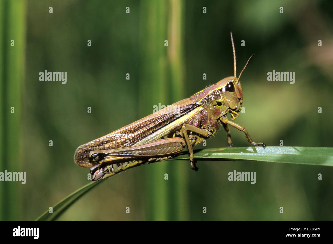 Sumpfschrecke Grasshopper (Mecostethus grossus), female Stock Photo