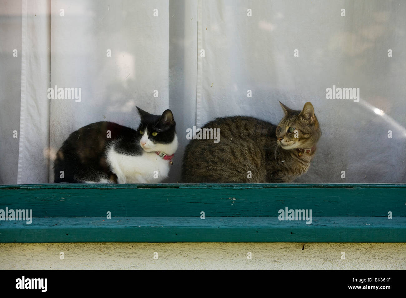 Cats in a window, house in Lawndale, Los Angeles County, California, United States of America Stock Photo