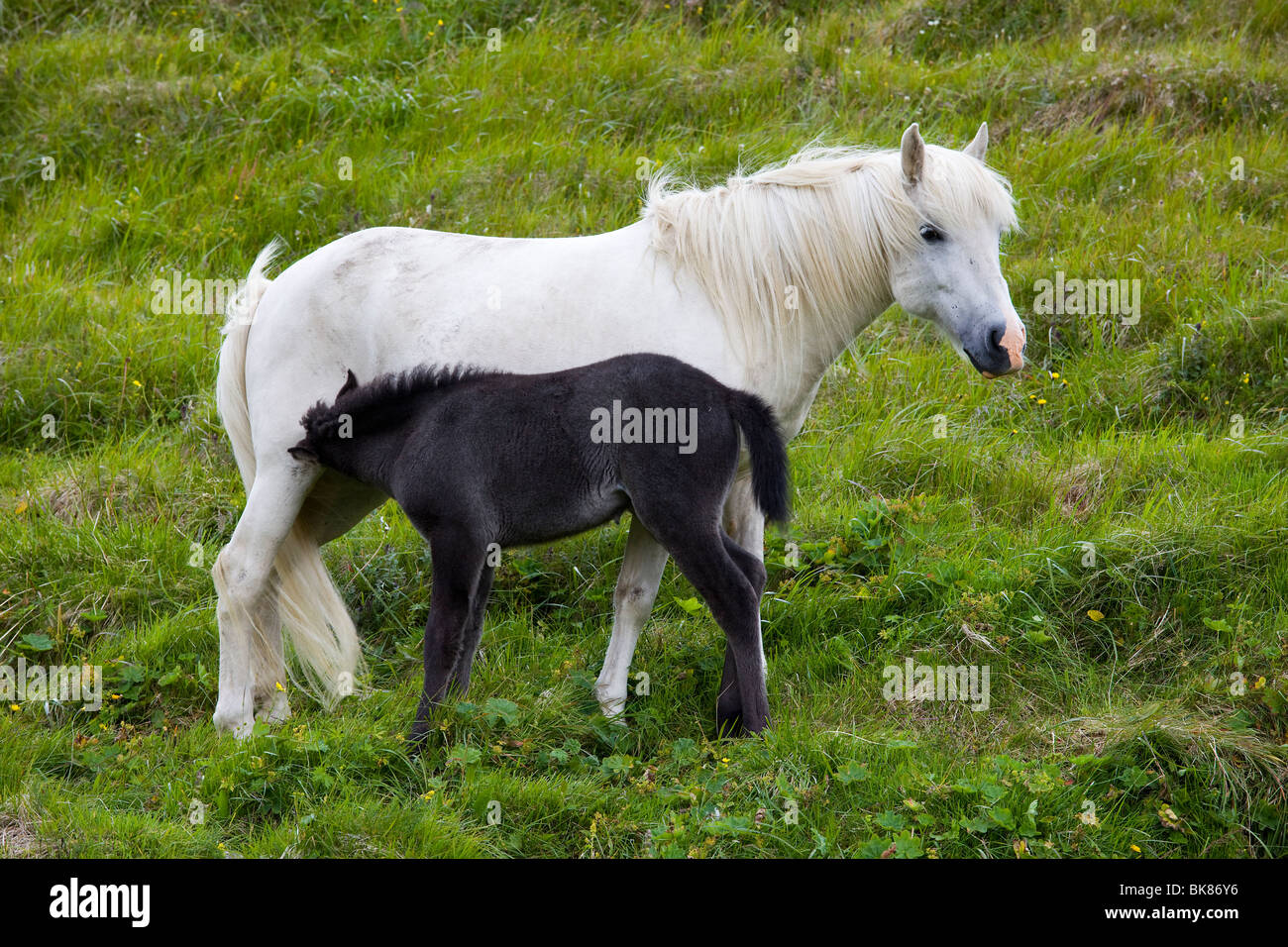 Icelandic Ponies with Foals