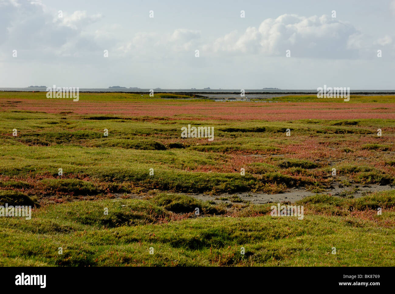 Salt marsh, regionally known as Heller, Inge or Groden, on Pellworm, North Frisian Islands, North Friesland District, Schleswig Stock Photo