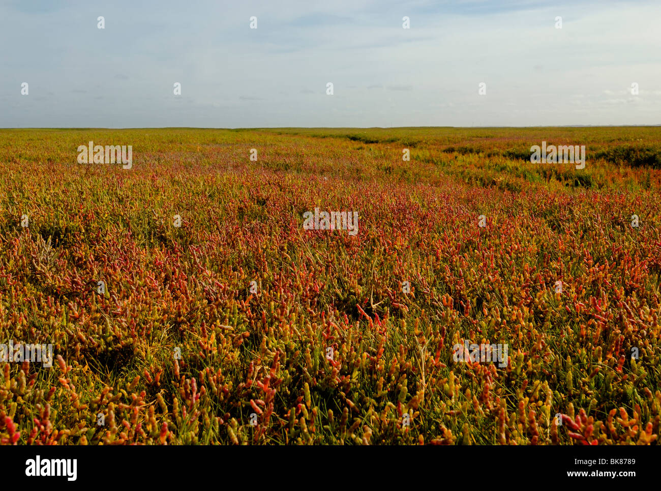 Salt marsh with European Samphire (Salicornia europaea agg.) in autumn colours, Pellworm, North Frisian Islands, North Frieslan Stock Photo