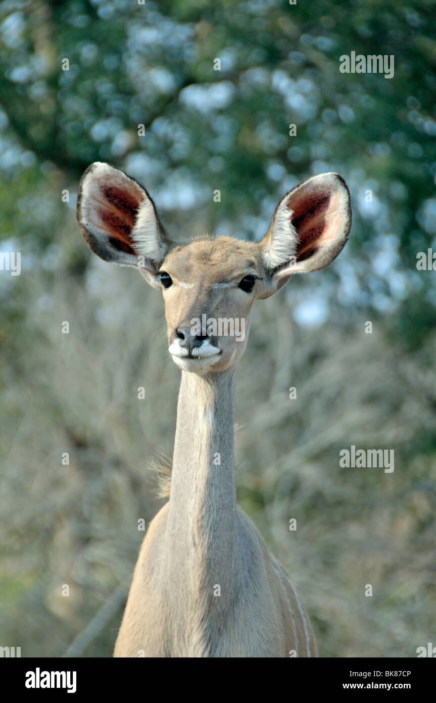 Large Kudu (Tragelaphus strepsiceros), Kruger National Park, South Africa, Africa Stock Photo