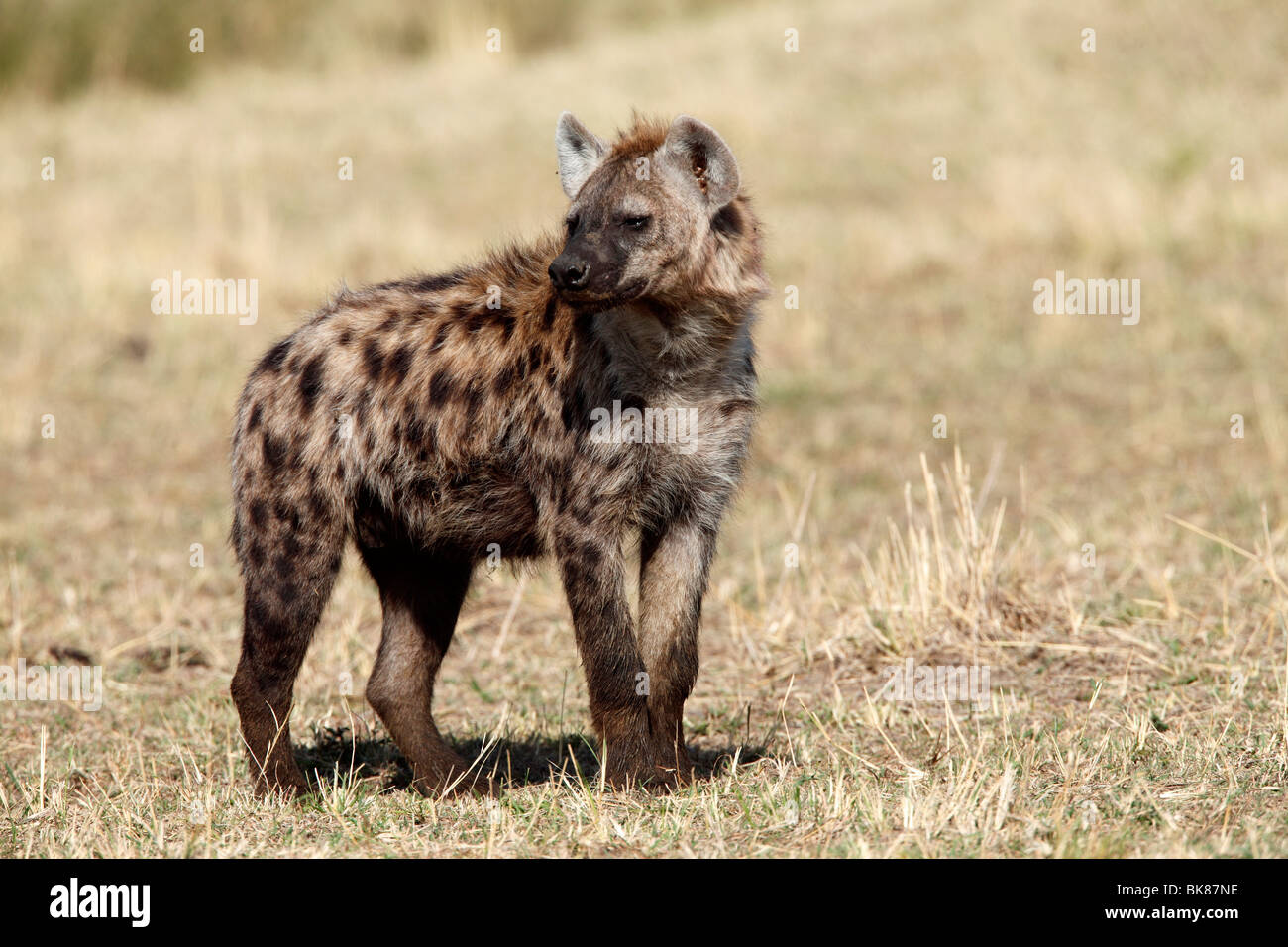Spotted Hyena (Crocuta crocuta), juvenile Stock Photo - Alamy