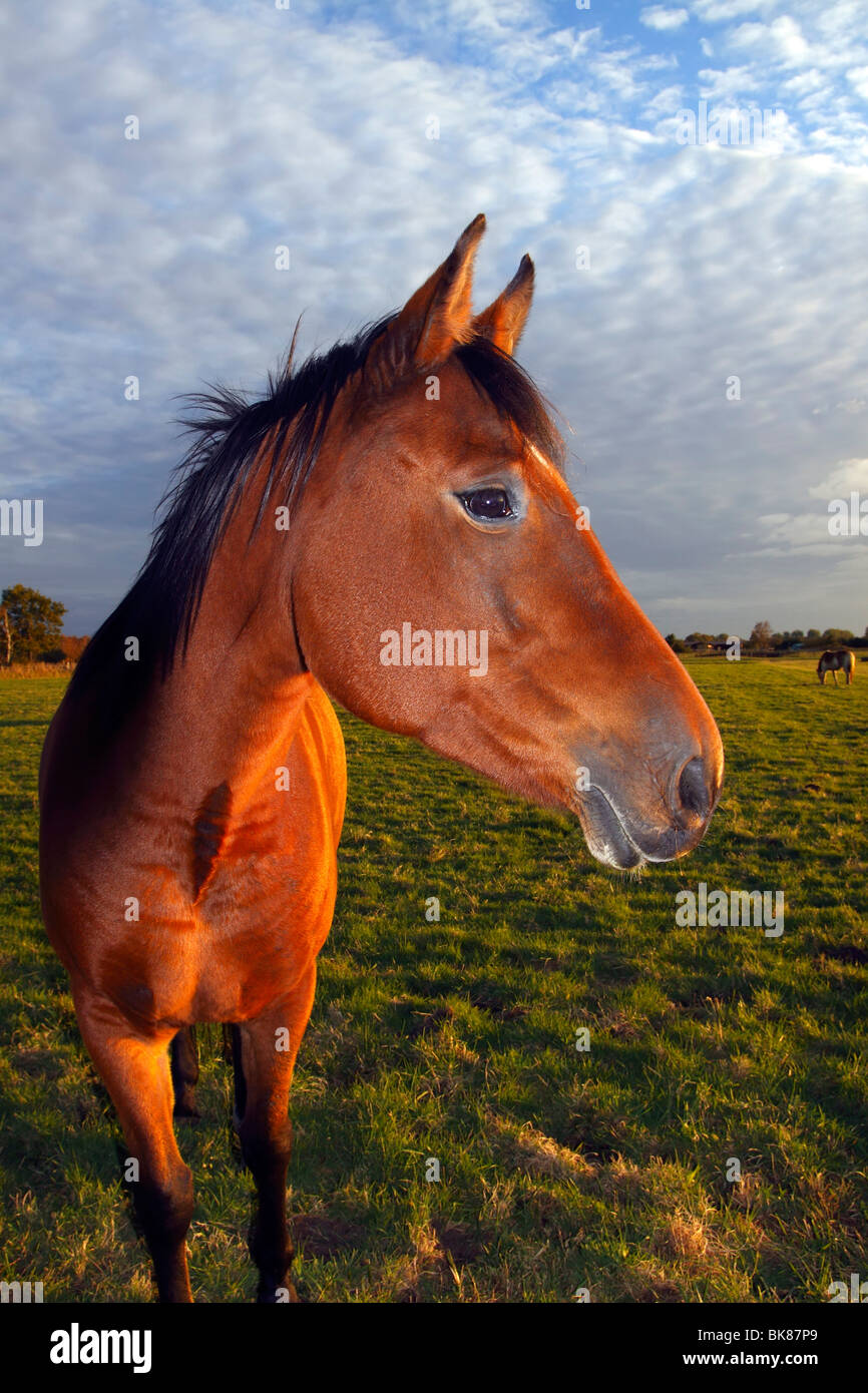 Brown Horse (Equus przewalskii f. caballus) on a paddock in evening light, portrait Stock Photo