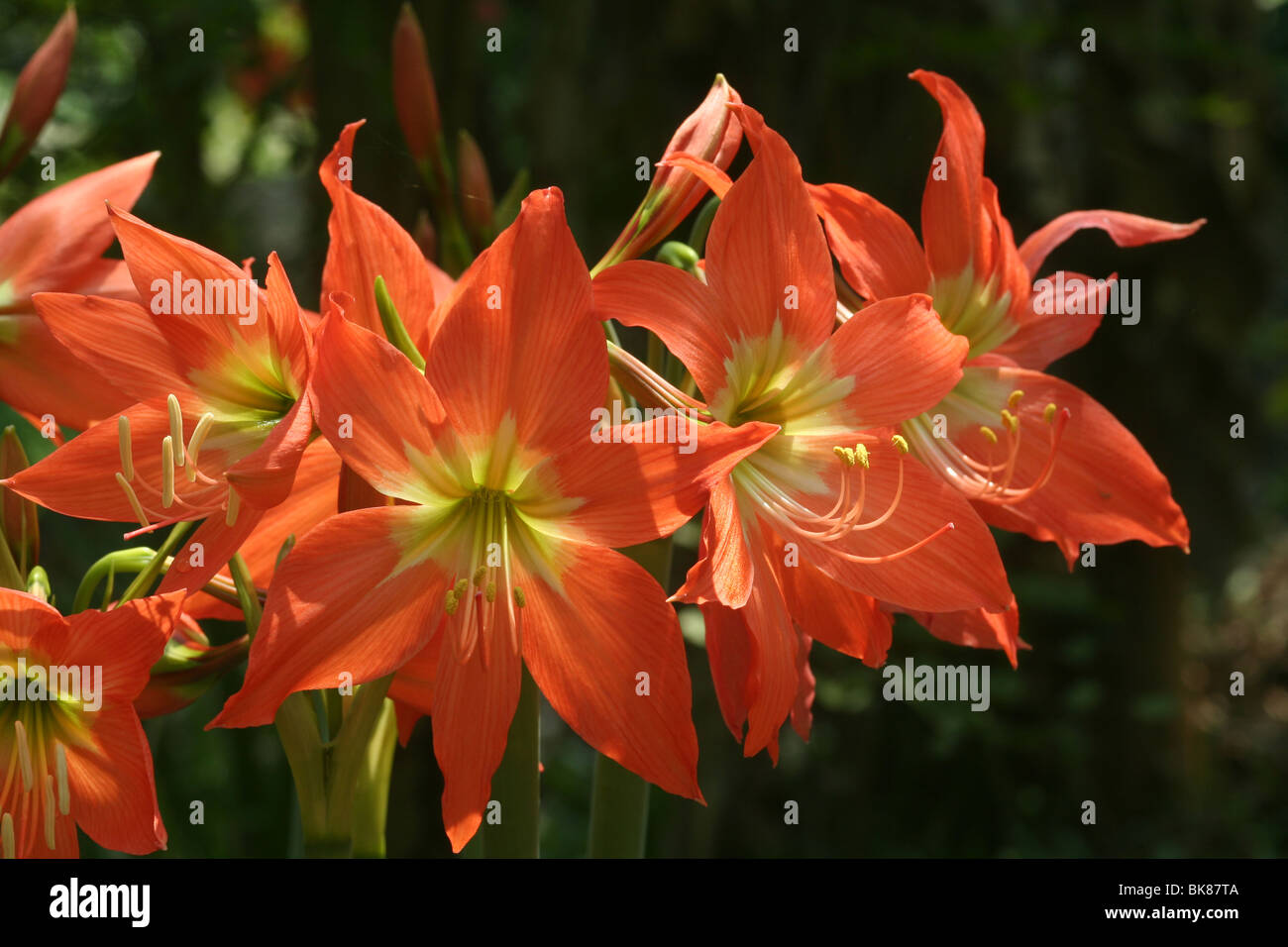 Orange lily flower in kerala lilium Stock Photo Alamy