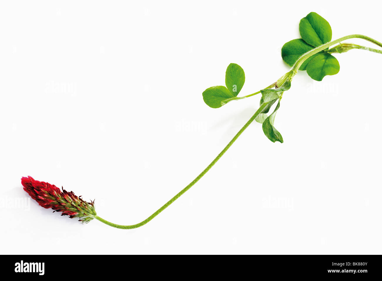 Red Tefoil (Trifolium rubens) Stock Photo