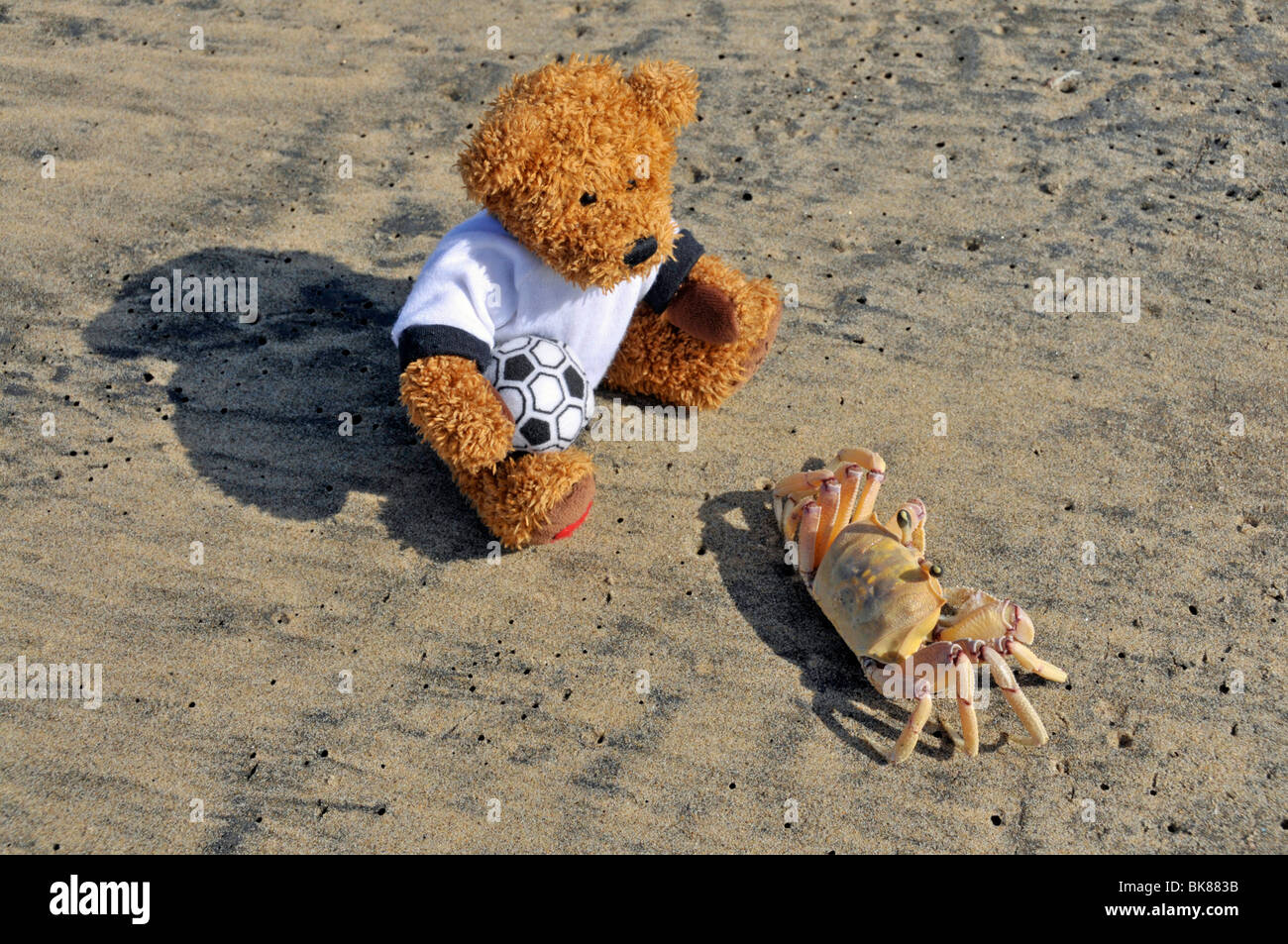 Teddy bear observing a Ghost Crab or Sand Crab (Ocypode sp.), Jabula Beach near Santa Lucia, KwaZulu-Natal province, South Afri Stock Photo