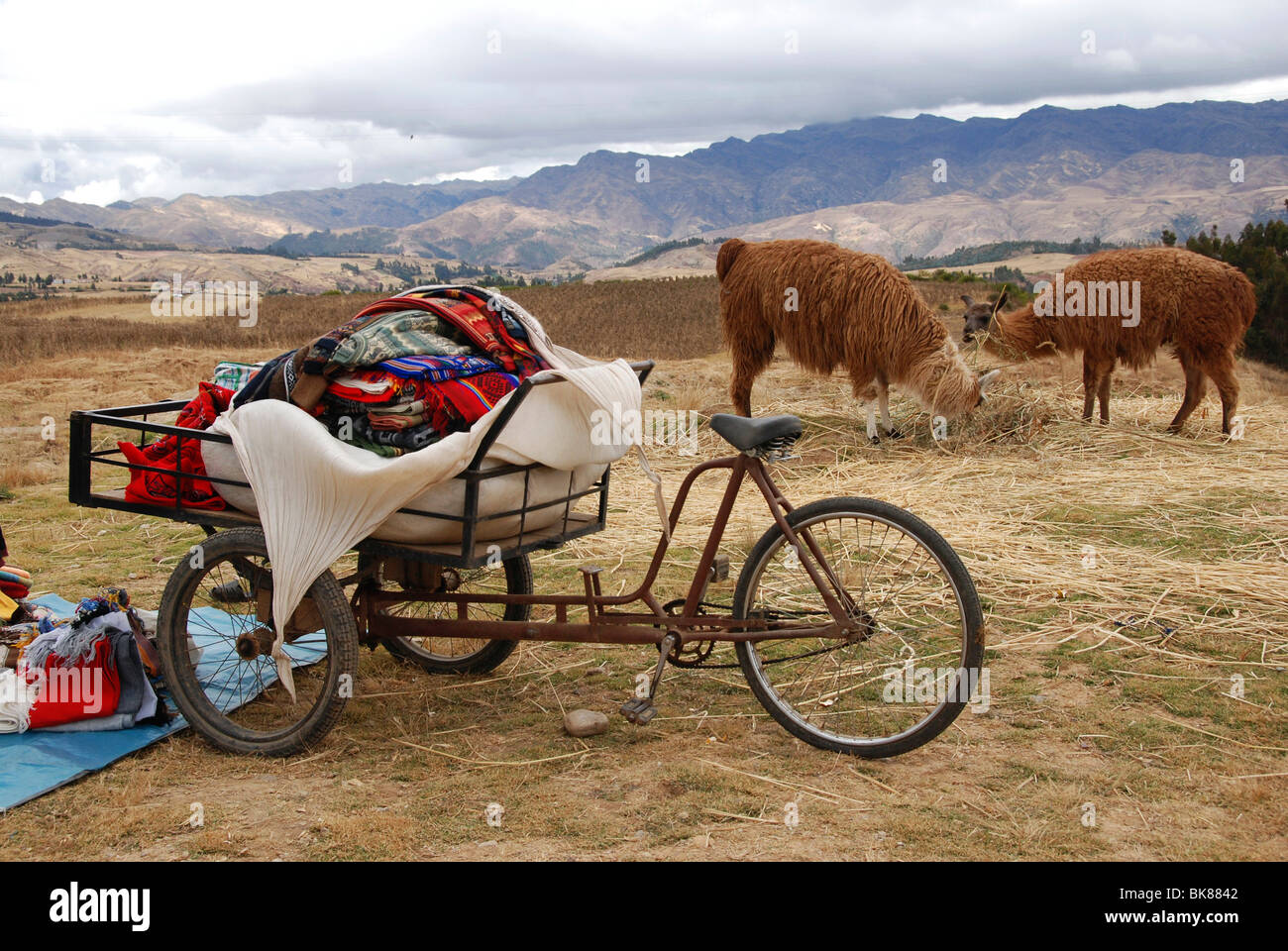 Two llamas and a bicycle, Huilahuila, Peru, South America, Latin America Stock Photo