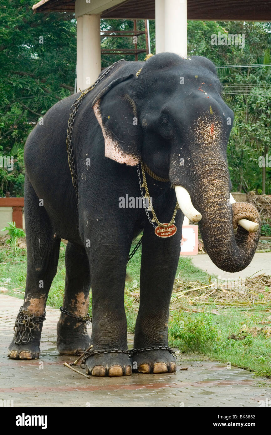 An elephant fresh from bath at the pemises of a temple in kerala Stock Photo