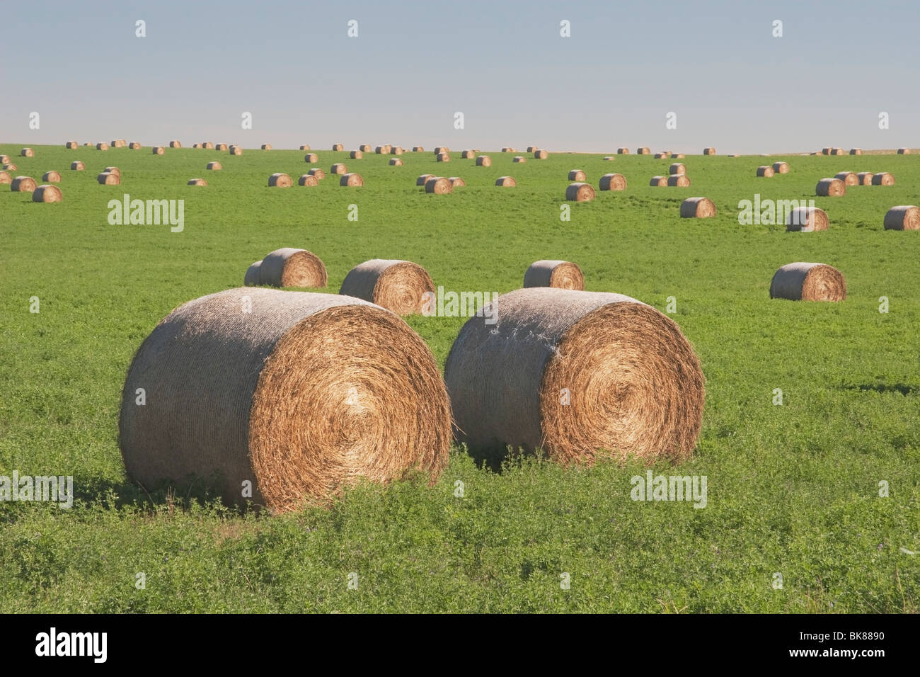 Hay Bales In A Green Alfalfa Field Stock Photo - Alamy