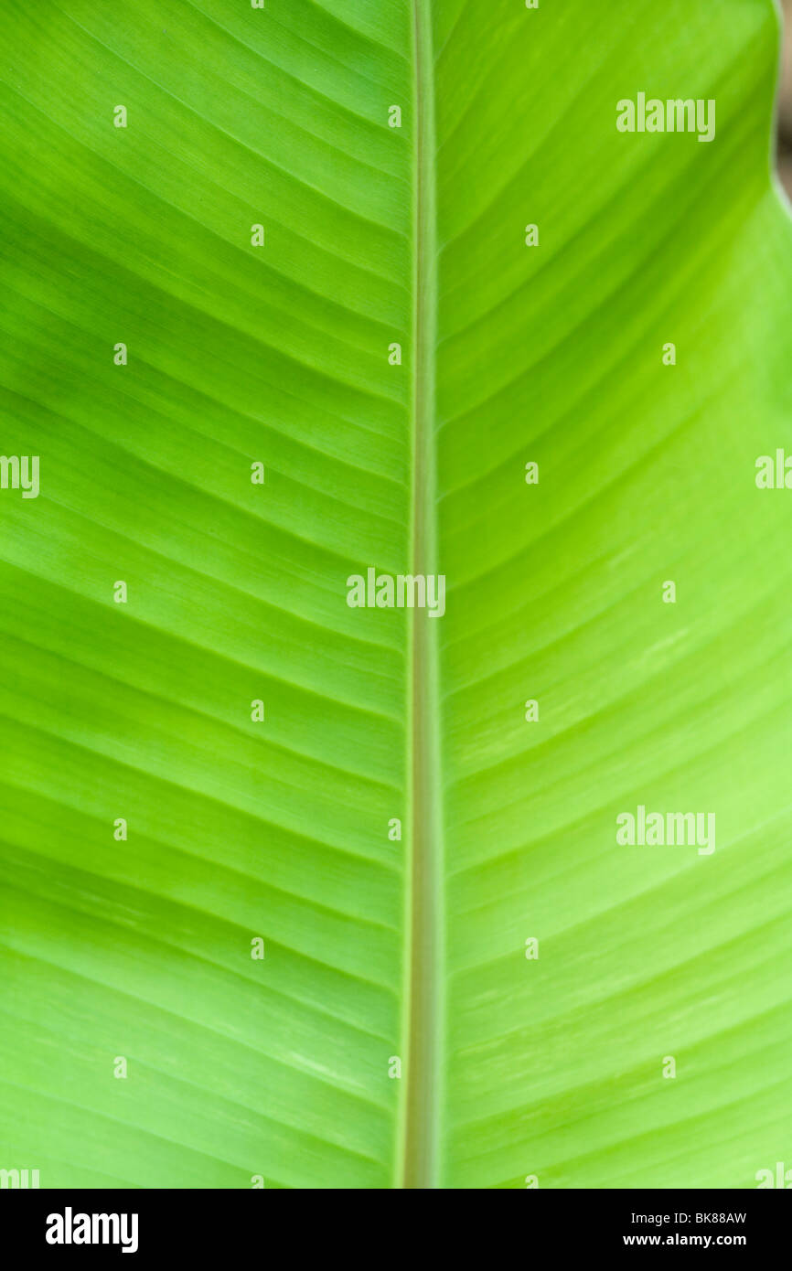 young banana leaf slight yellow and pale green in colour Stock Photo