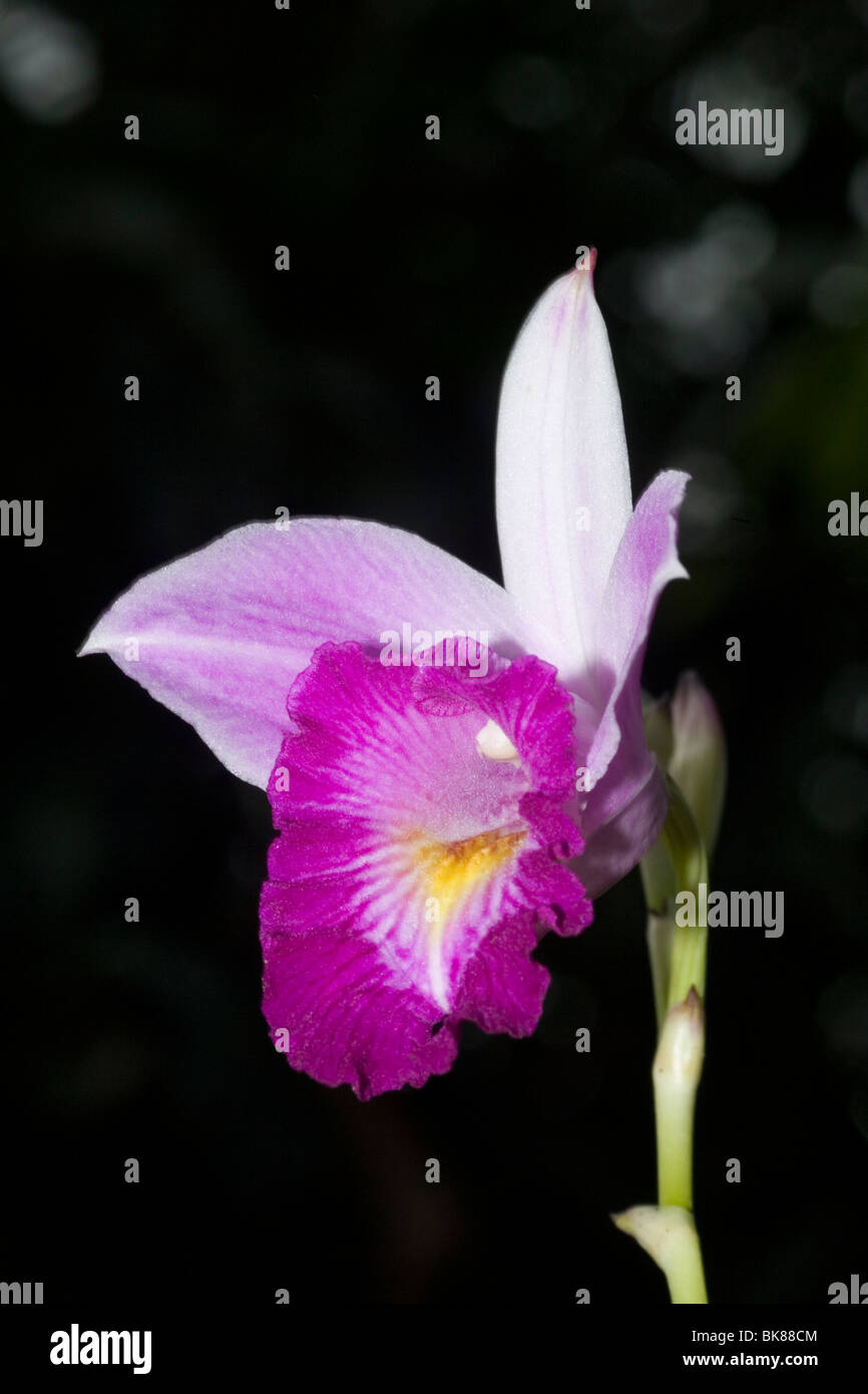 Bamboo Orchid (Arundina graminifolia) flower closeup macro Stock Photo