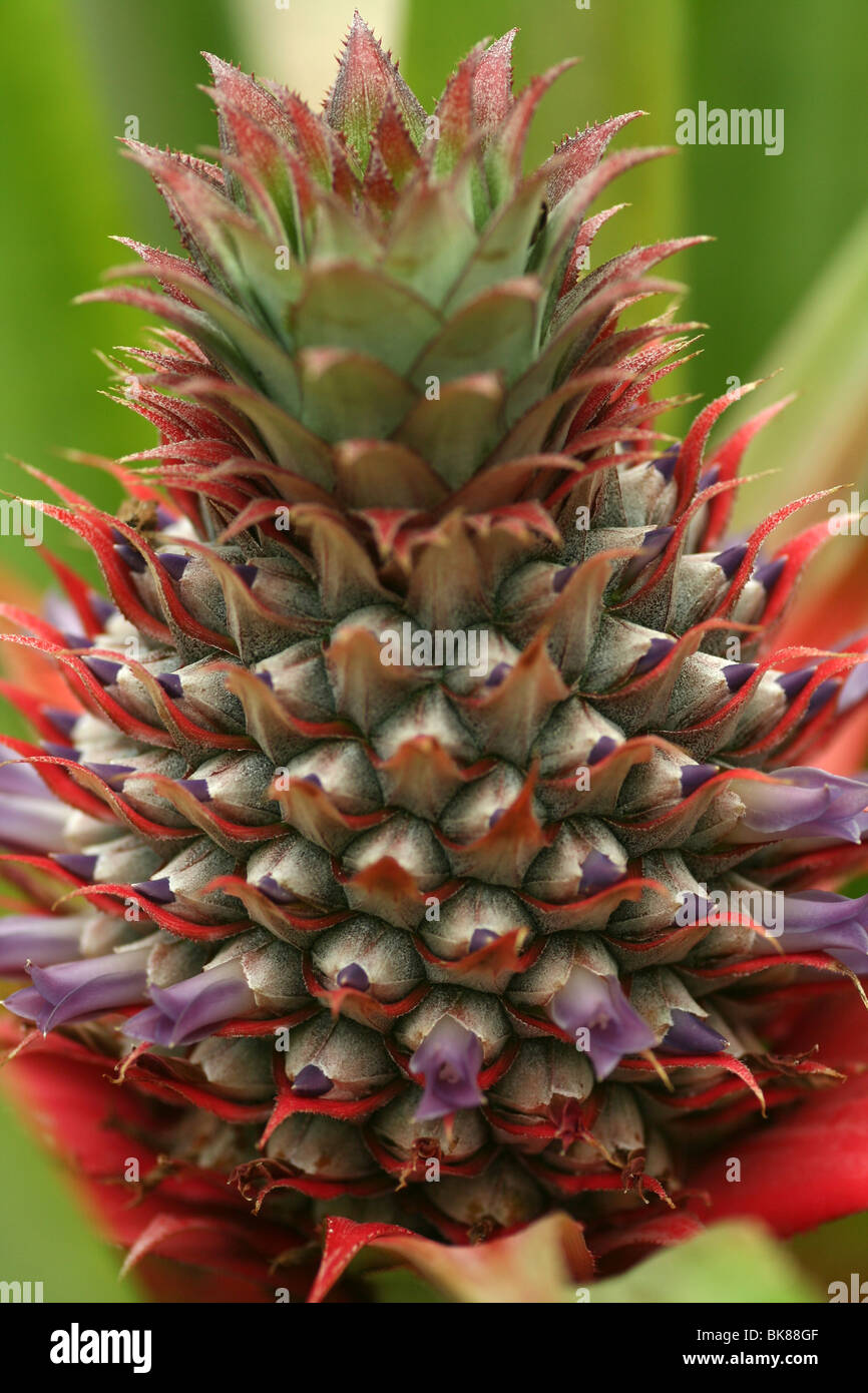 pineapple Ananas comosus, Ananas sativus infructescence Stock Photo