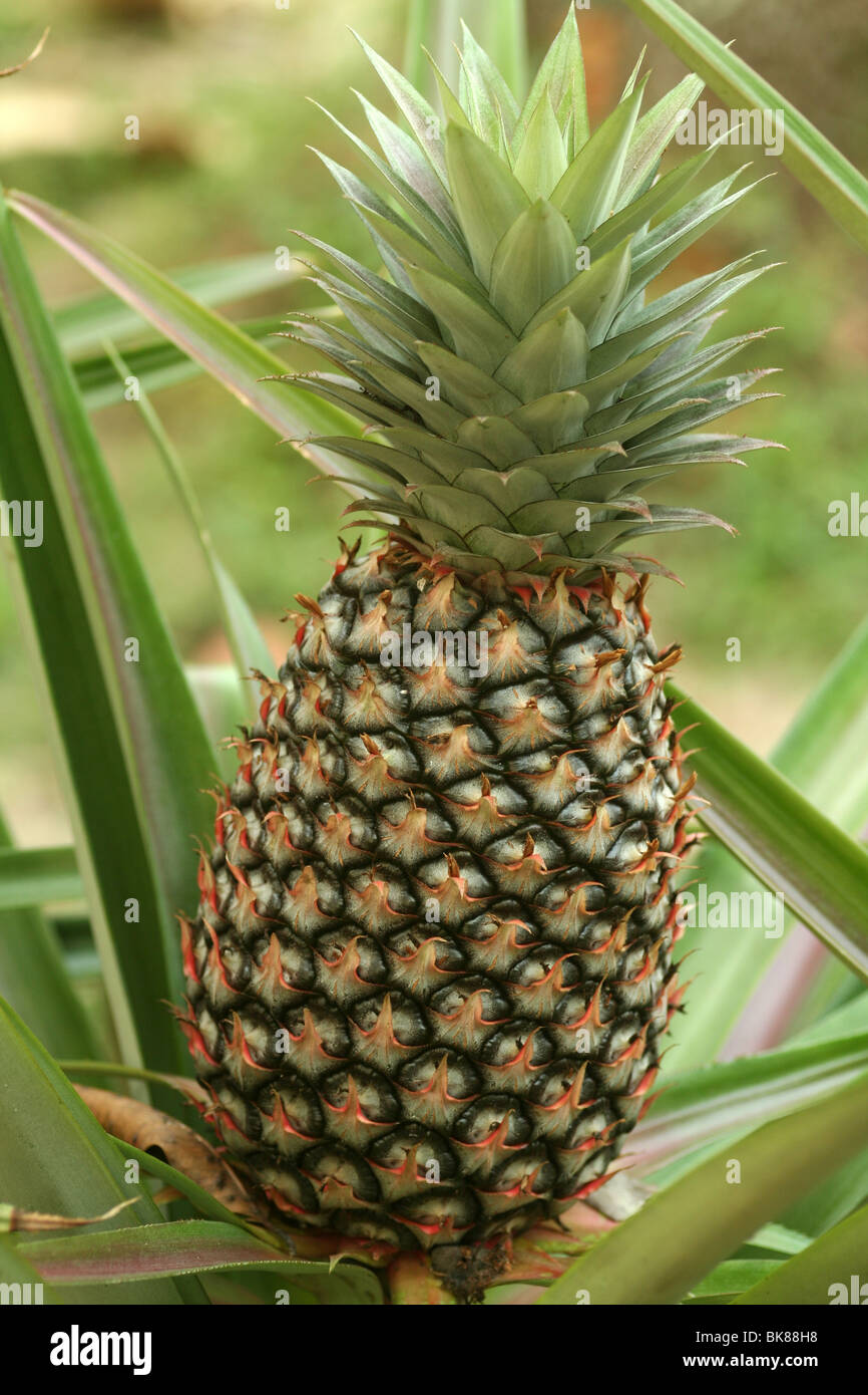 pineapple Ananas comosus, Ananas sativus infructescence Stock Photo