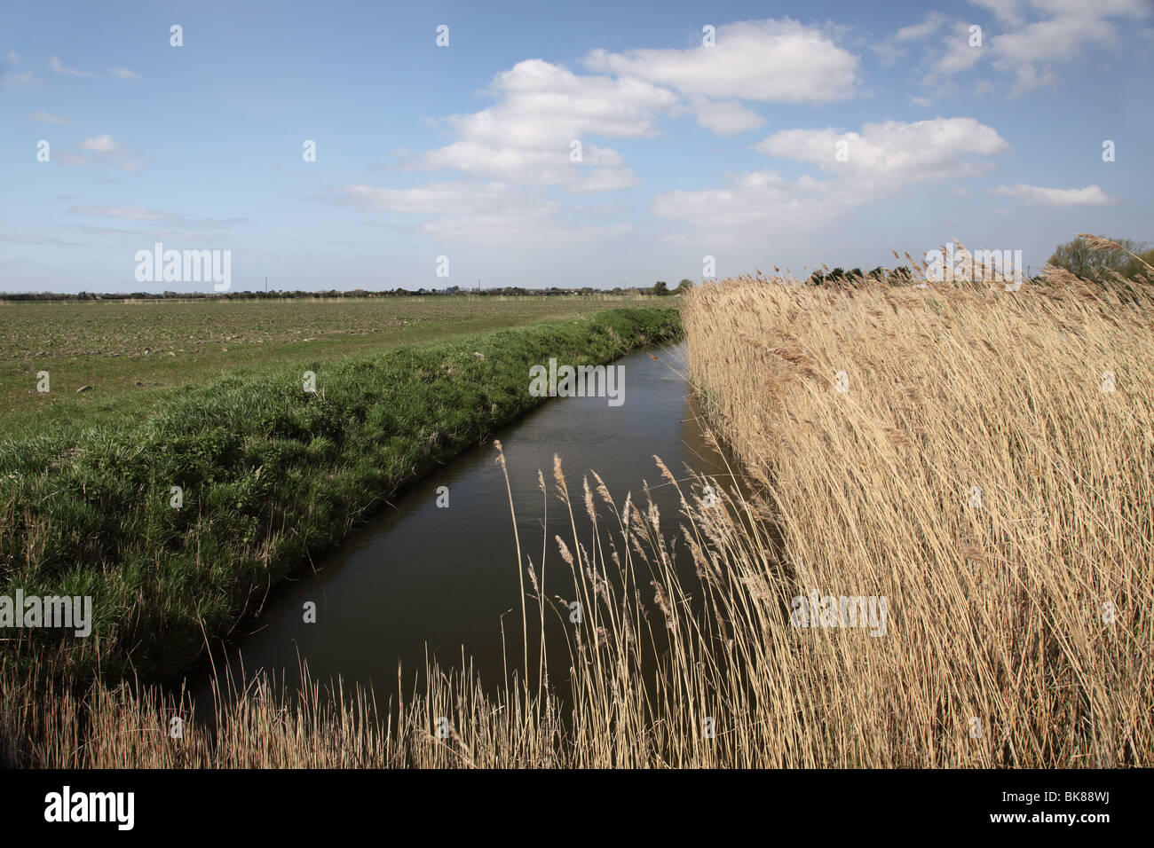 Golden tall grass hi-res stock photography and images - Alamy