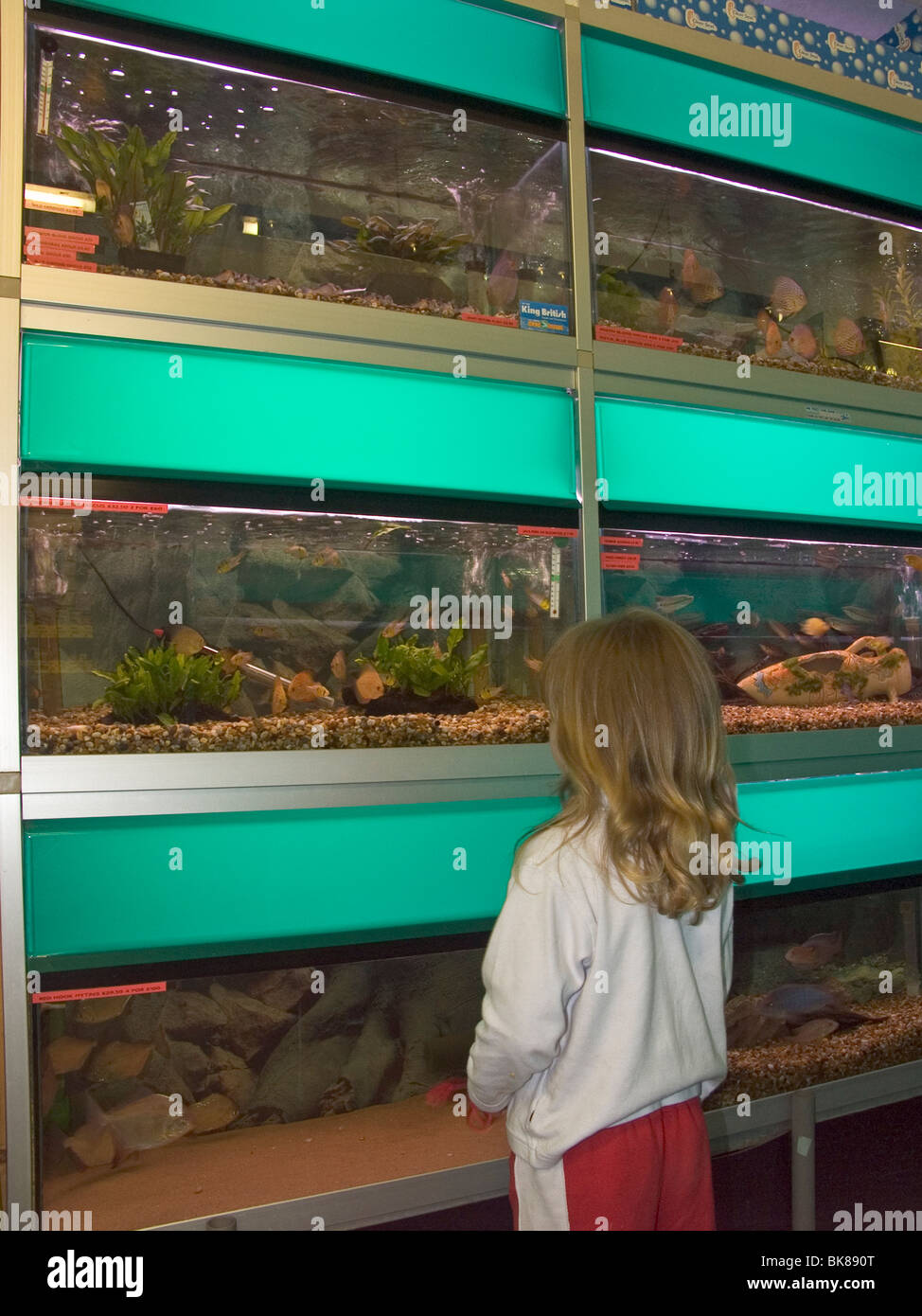 Pet shop fish tanks Stock Photo Alamy