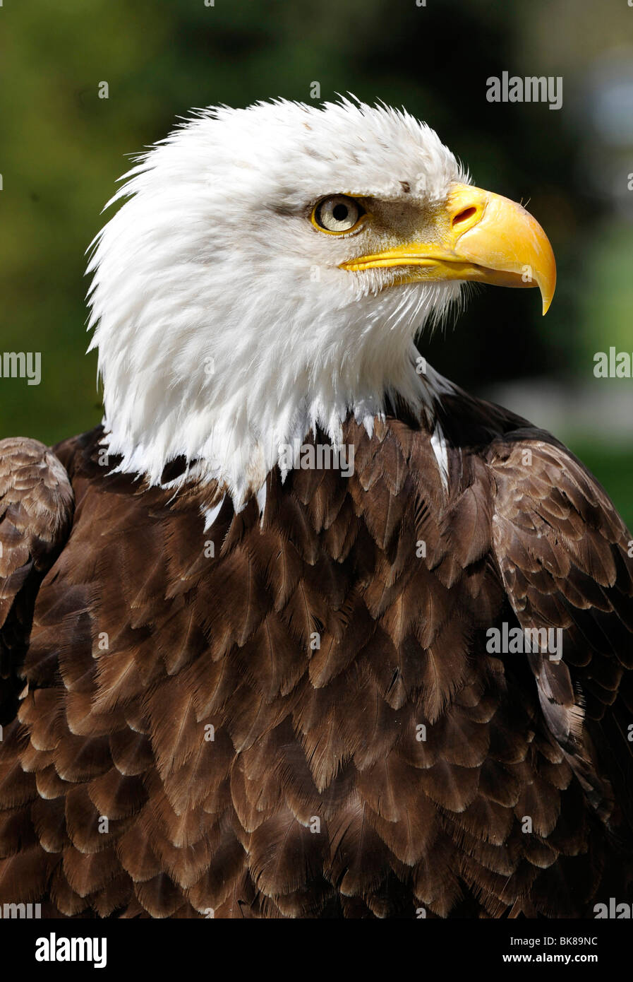 Bald Eagle (Haliaeetus leucocephalus Stock Photo - Alamy