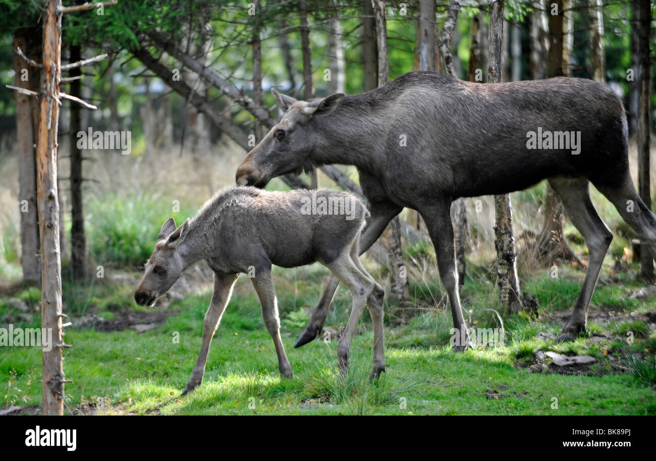 Scandinavian zoos hires stock photography and images Alamy