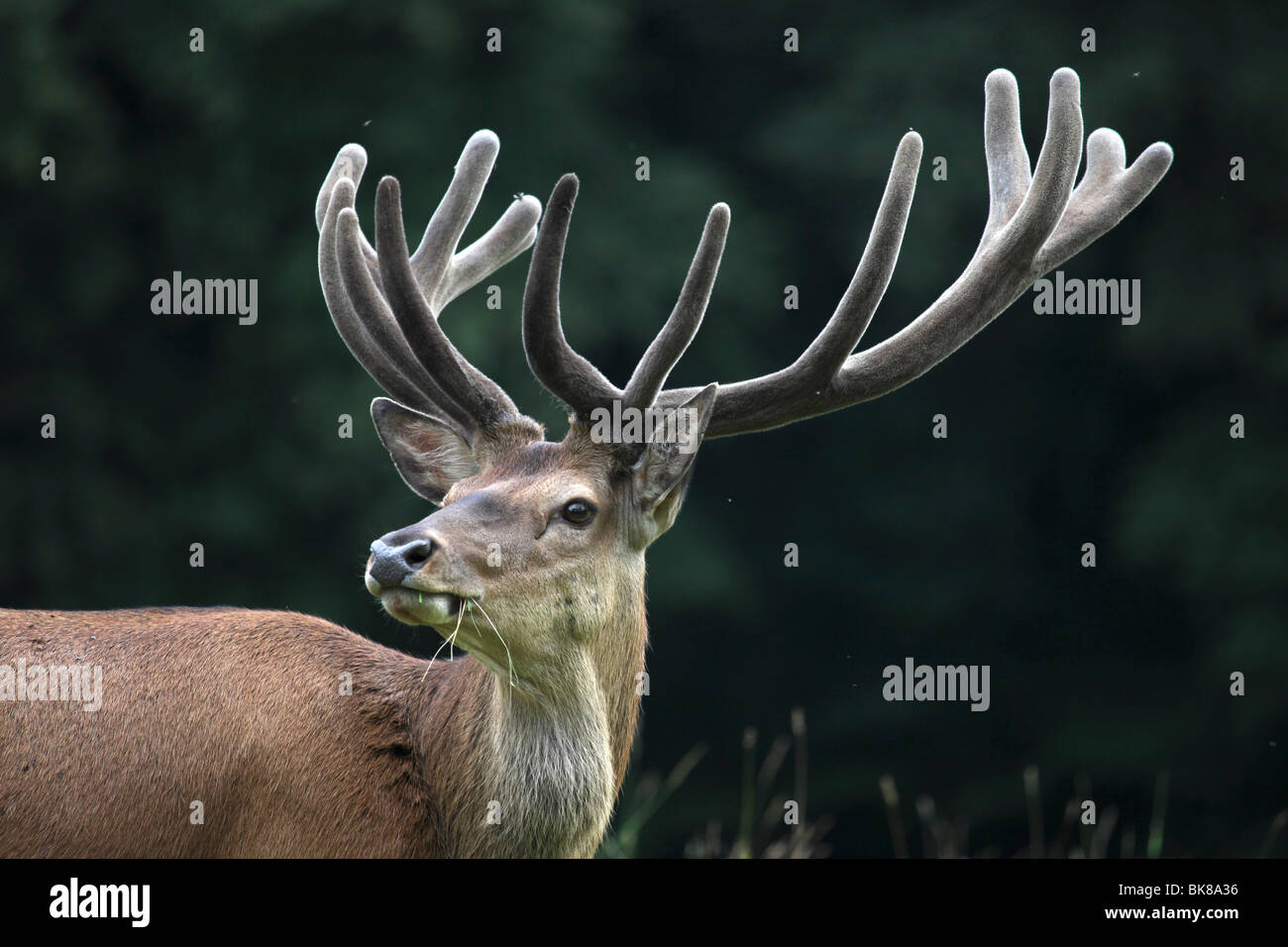 Red deer (Cervus elaphus) 14 points, antlers Stock Photo