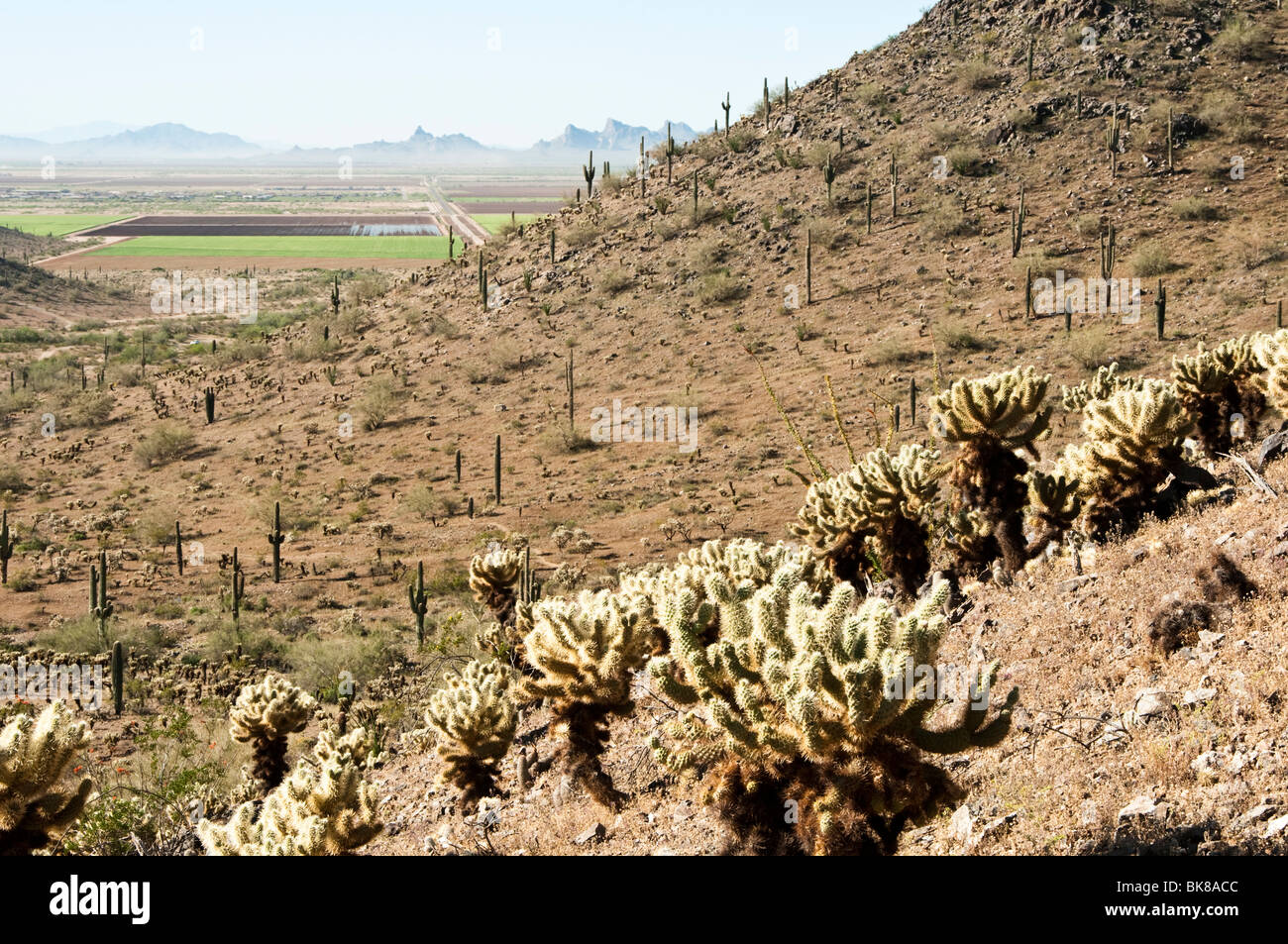 view of the Sonoran desert from a hiking trail on Casa Grande Mountain Stock Photo